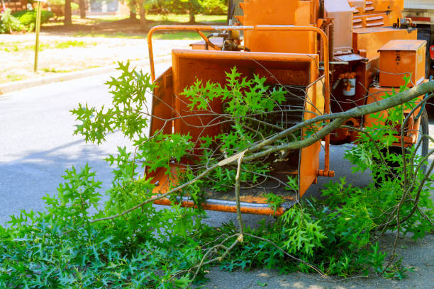 Best Tree Pruning Services  in Belen, NM